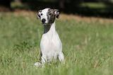 WHIPPET 092